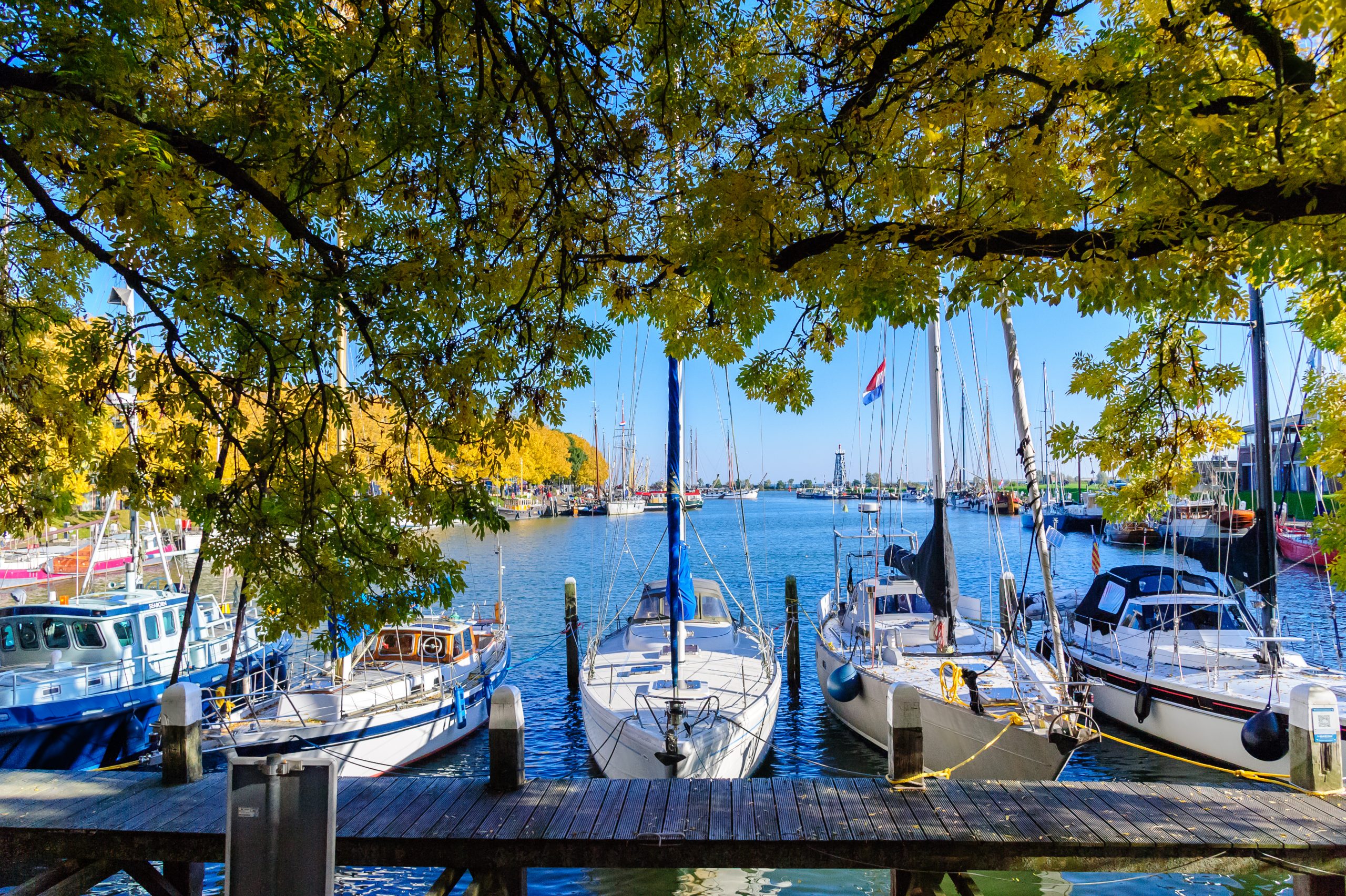 Zicht op de Buitenhaven van Enkhuizen op een zonnige herfstdag, met zeilboten aangemeerd aan houten steigers. Links en rechts kleurrijke bomen in geelgroen blad. Op de achtergrond het IJsselmeer en de oude vuurtoren. Foto door Henk Visser.